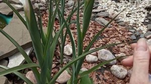 Голландские ИРИСЫ ! Все, что нужно знать!