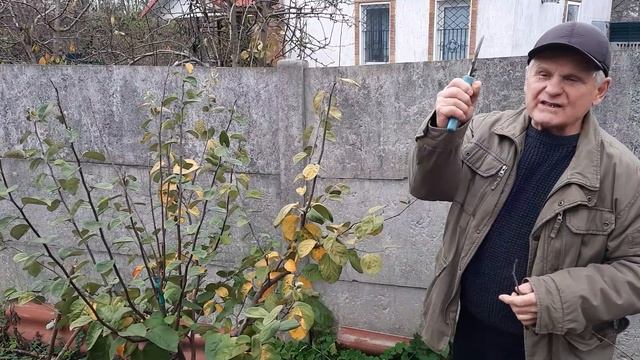 Обрезка сада. Когда лучше: осенью или в конце зимы? смотреть онлайн