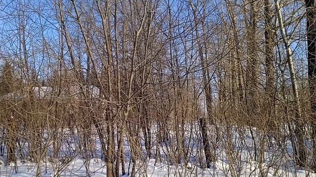 3ч. ВСТРЕЧА С ДРЕВНИМИ СЛАВЯНАМИ. РАЗВИВАЕМ ТЕЛЕПАТИЮ.