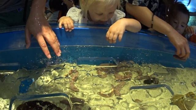 супер настя! океанариум Coex! COEX aquarium! Сеул, Корея смотреть онлайн