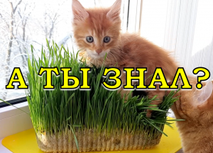 Какие ЗЛАКИ ЛУЧШЕ прорастить для кошки????