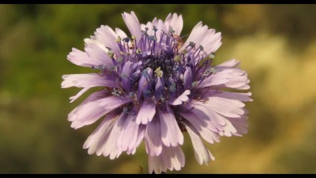 Globularia alypum syn Globularia virgata Shrubby Globularia Alypum monspeliensium смотреть онлайн