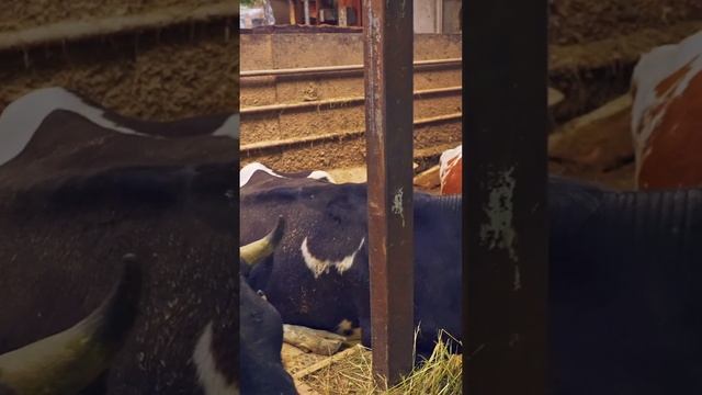 Холмогорская порода #коровы #фермер #крс смотреть онлайн