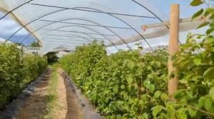 Малина Majestik (Маджестік)