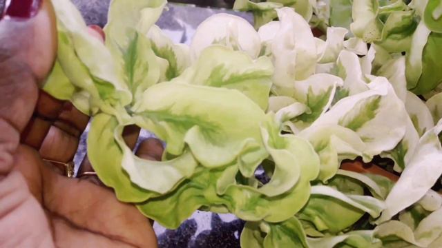 Pedilanthus Curly pink plant / devil's backbone care propagation in malayalam смотреть онлайн