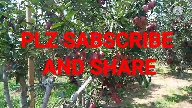 new apple varieties ss2 apple zeromine apple super cheefapple Adam apple смотреть онлайн