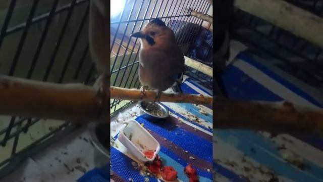 Сойки смотреть онлайн