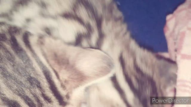 #котёнок #бенгал #котята не дают спать 🙄🙄🙄 смотреть онлайн