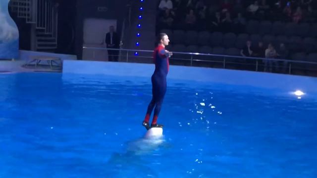 Дельфинарий «Дельфиния» Новосибирск смотреть онлайн