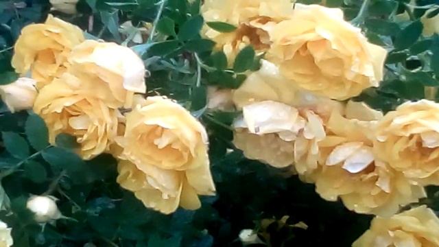 Жёлтый шиповник под дождем смотреть онлайн