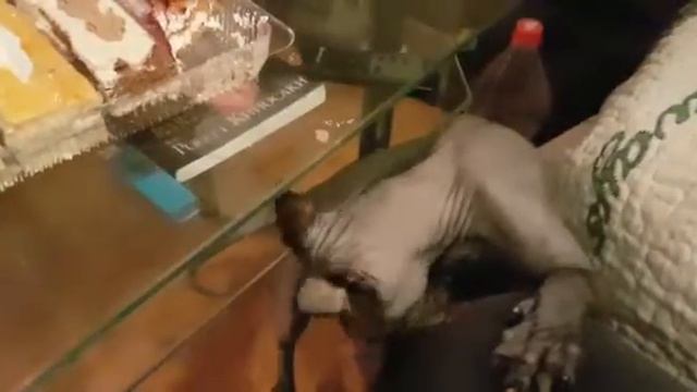 КАК ГОВОРЯТ ЗА УШИ НЕ ОТТЯНЕШЬ смотреть онлайн