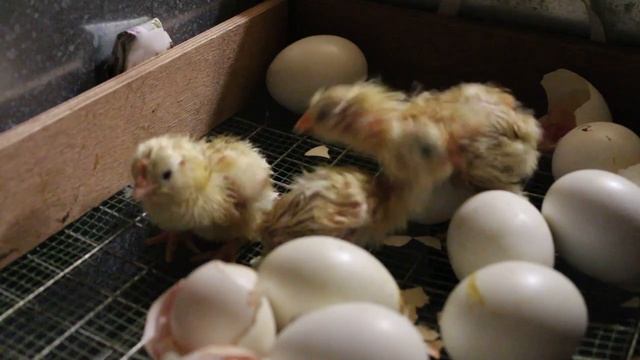 НЕ ПЕРЕСУШИВАЙ ЦЫПЛЯТ!!! СМОТРИ И ДЕЙСТВУЙ!!! смотреть онлайн