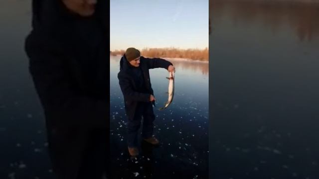 Щука за глаз, Первый лед, Самара 24.11.2019, "Пошла жара" смотреть онлайн