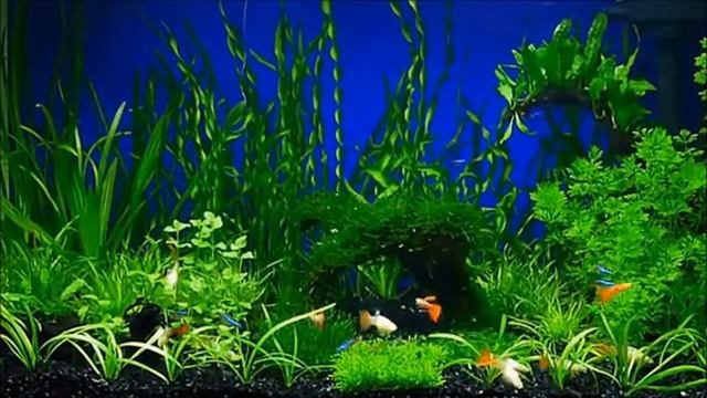 Красивый аквариум №5 / Beautiful aquarium number 5 смотреть онлайн