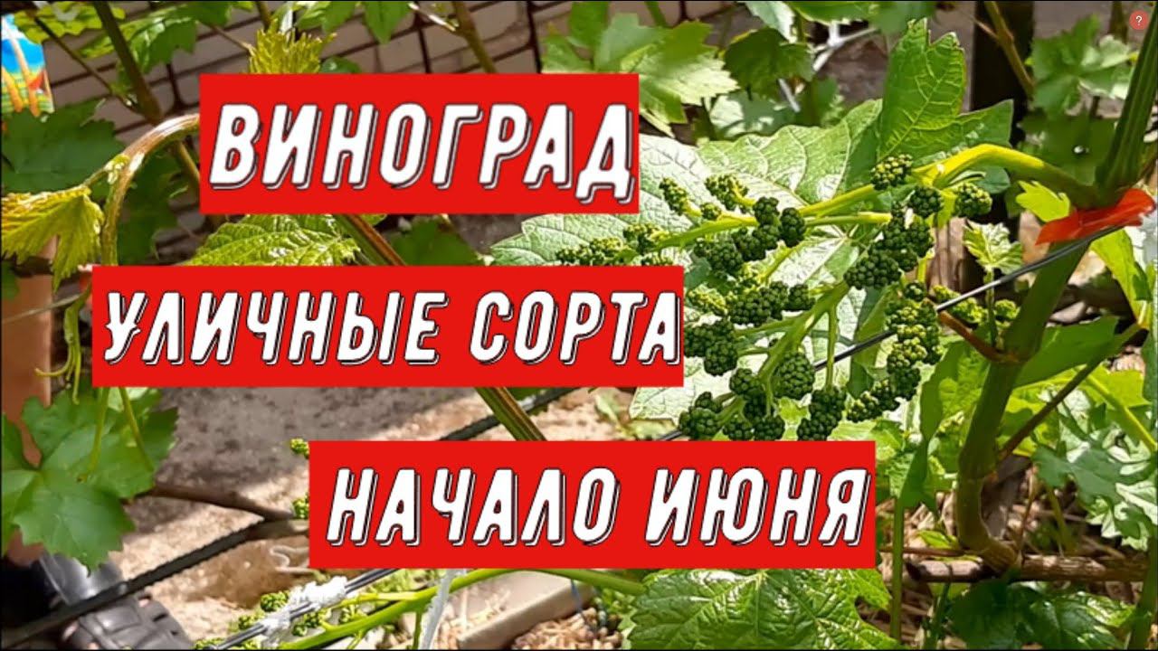 Виноград. Уличные сорта. Начало июня. Виноградник Вадима Точилина смотреть онлайн