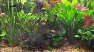 Почему зеленеют стекла в аквариуме ? В чем причина и как устранить ее?