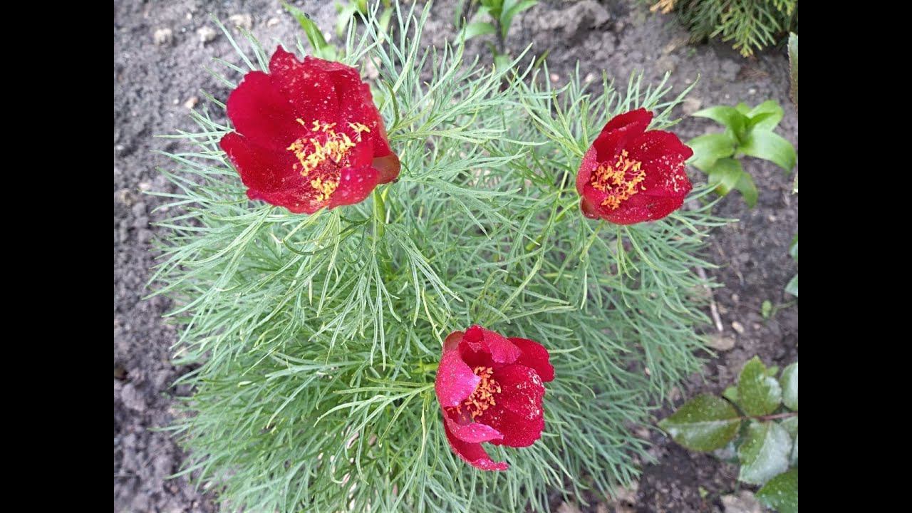 Тонколистный пион, посадка, уход, размножение. (узколистный пион) Воронец. Ранние Пионы