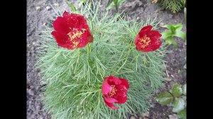 Тонколистный пион, посадка, уход, размножение. (узколистный пион) Воронец. Ранние Пионы