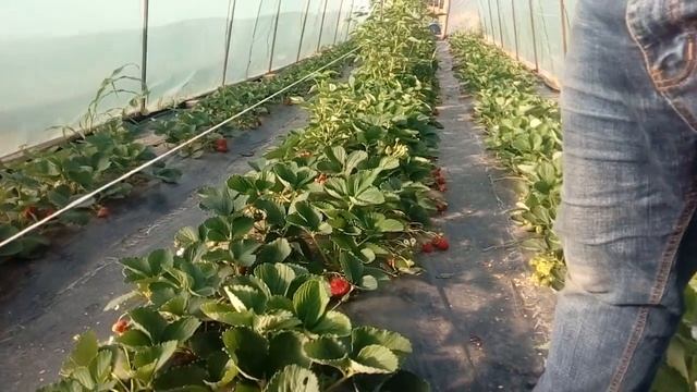 Клубника Елизавета II: стоит ли сажать??? смотреть онлайн