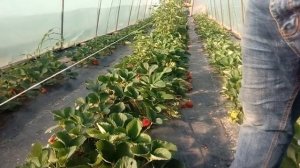 Клубника Елизавета II: стоит ли сажать???