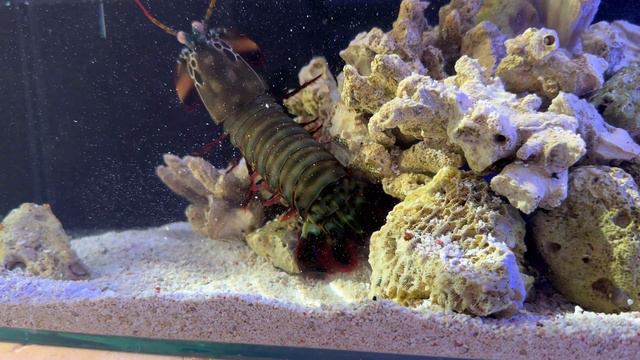 Запустил аквариум для рака-богомола | Морской аквариум смотреть онлайн