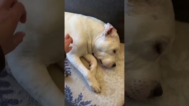 Рокки очень их ждал? #глухаясобака #стаффордрокки #собака #особенныесобаки смотреть онлайн