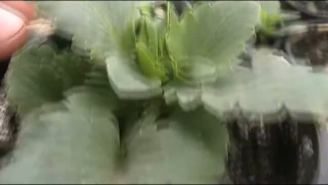 Середина апреля:зацвели АНЮТИНЫ ГЛАЗКИ!ВИОЛА-сорт с ОГРОМНЫМИ ЦВЕТАМИ.Прогулка по первоцветам. смотреть онлайн