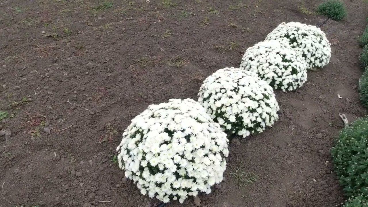 САНТА БАРБАРА ОТДЫХАЕТ / АЖ ДЫШЕТСЯ ЛЕГЧЕ / КАК РАЗОБРАТЬ БЛОК ПИТАНИЯ смотреть онлайн