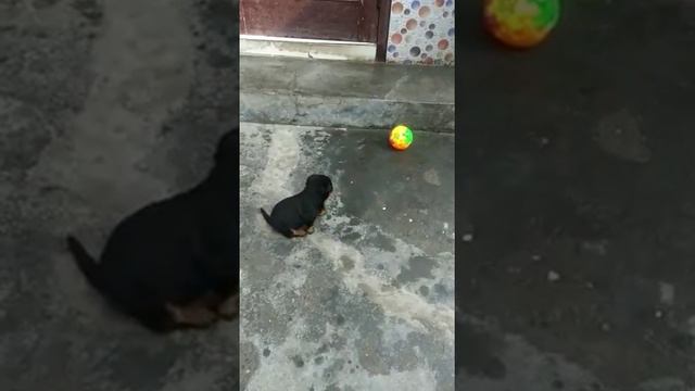 Rottweiler Puppy Enjoy With Sound Ball At Home смотреть онлайн