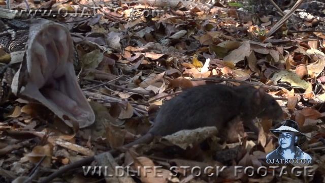 Gaboon Viper attacks Rat 01 - Dangerous Animals смотреть онлайн