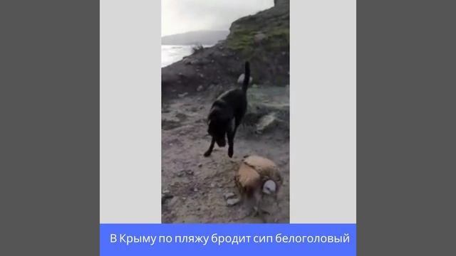 В Феодосии по пляжу бродит сип белоголовый смотреть онлайн
