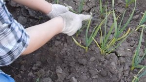 Обработка чеснока после зимы. Если озимый чеснок пожелтел.