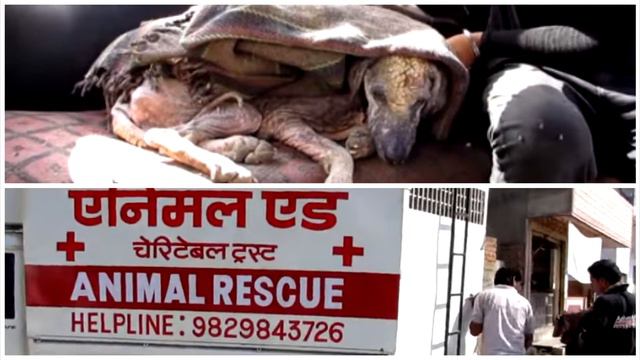 Спасение бедной собаки с хорошим концом! #СПАСЕНИЕЖИВОТНЫХ смотреть онлайн