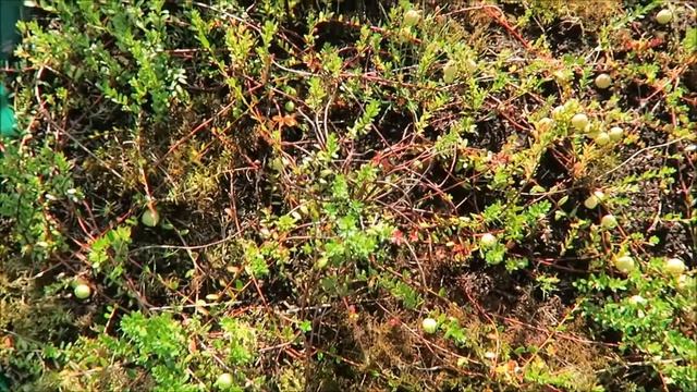 Огород - посадка голубики, молодая клубника, тыквы, томаты и перцы / Garden 2017 22 смотреть онлайн