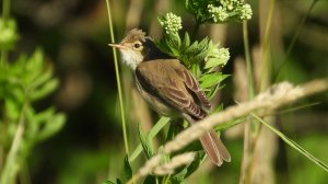 Видео про птиц, голоса птиц, Болотная Камышовка поёт, наблюдение в Великом Новгороде, 6 июля 2024