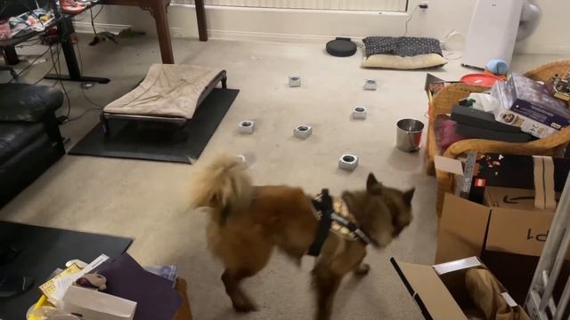 FDSA Nosework Homework - Week 6-1 смотреть онлайн