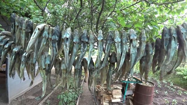 Сушеный бычок... Быстро и дёшево! Засол и сушка бычка. смотреть онлайн