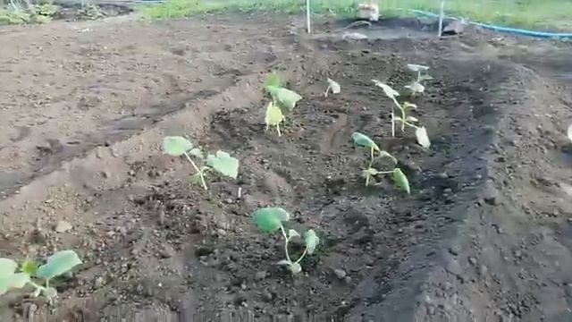 как легко посадить рассаду на даче смотреть онлайн