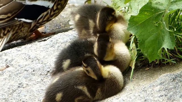 Маленькие утята F-356 - HD смотреть онлайн