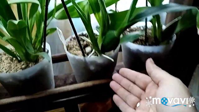 Ответ на комментарий об орхидеи😉 обзор на втором этаже. смотреть онлайн