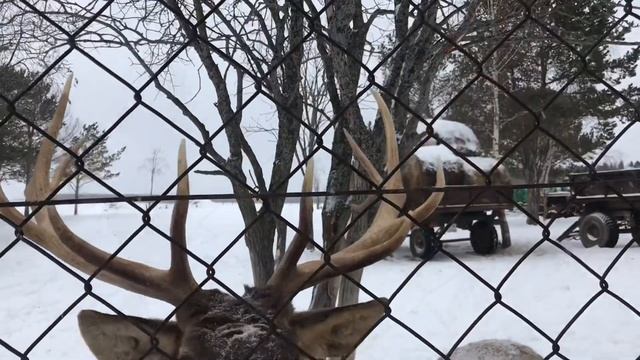 Оленья ферма в Висиме смотреть онлайн