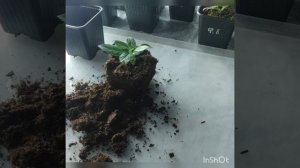 ГОРТЕНЗИЯ ампельная Френч Болеро Пинк. Обзор черенков