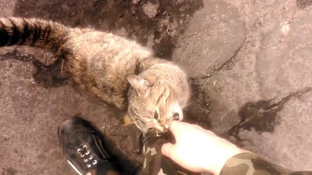 Странный кот!!! смотреть онлайн