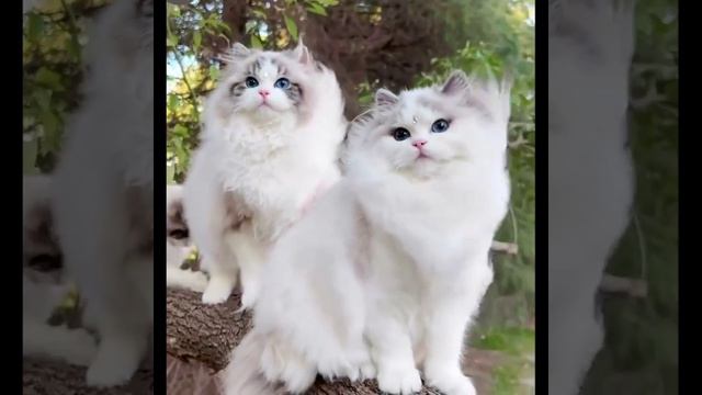 Какая Милота 🐈😍💖👍