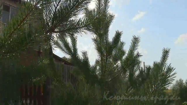 После дождя ЗА ГРИБАМИ К СОСЕДУ смотреть онлайн