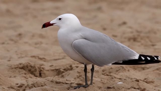 Чайка Одуэна (Larus audouinii). Птицы Испании. смотреть онлайн