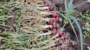 Урожай Ялтинского лука в Сибири. Крымский лук.