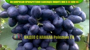 ВИНОГРАД НАДЕЖДА АЗОС ОПИСАНИЕ СОРТА