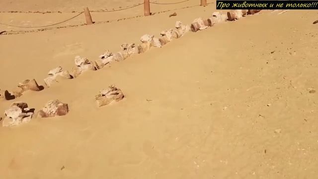 В пустыне САХАРА специалисты нашли СУЩЕСТВО, которого там не должно быть вообще! смотреть онлайн