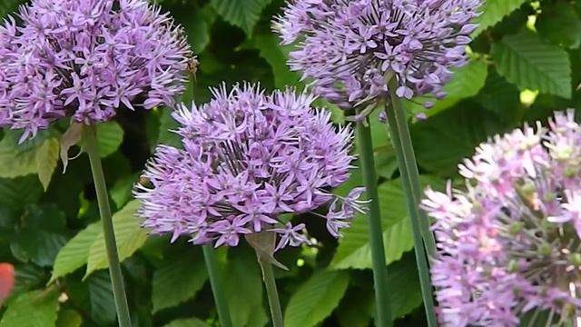 Allium 'Purple Sensation'